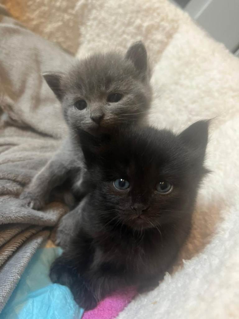 2 beautiful kittens 