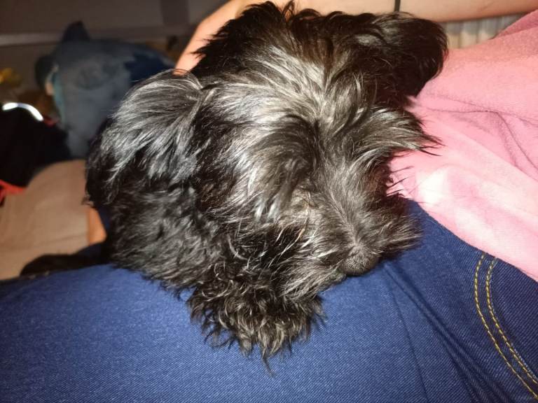 Yorkiepoo very small breed girl 16 weeks old