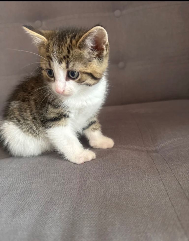 🐱 Lovely Kittens Looking for Their Forever Homes 🐱