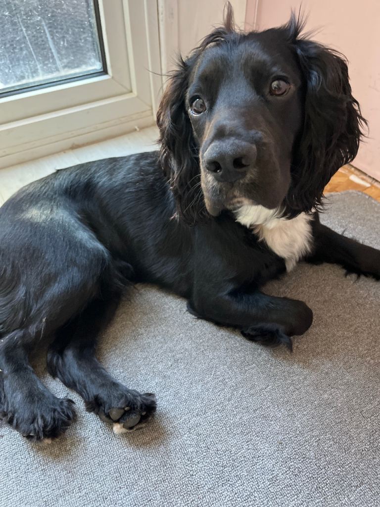 Sprocker 