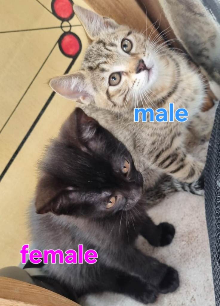 2 Adorable Kittens (need gone ASAP)