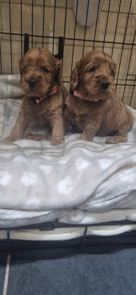 F1 SHOW COCKERPOOS EXTENSIVELY HEALTH TESTED 