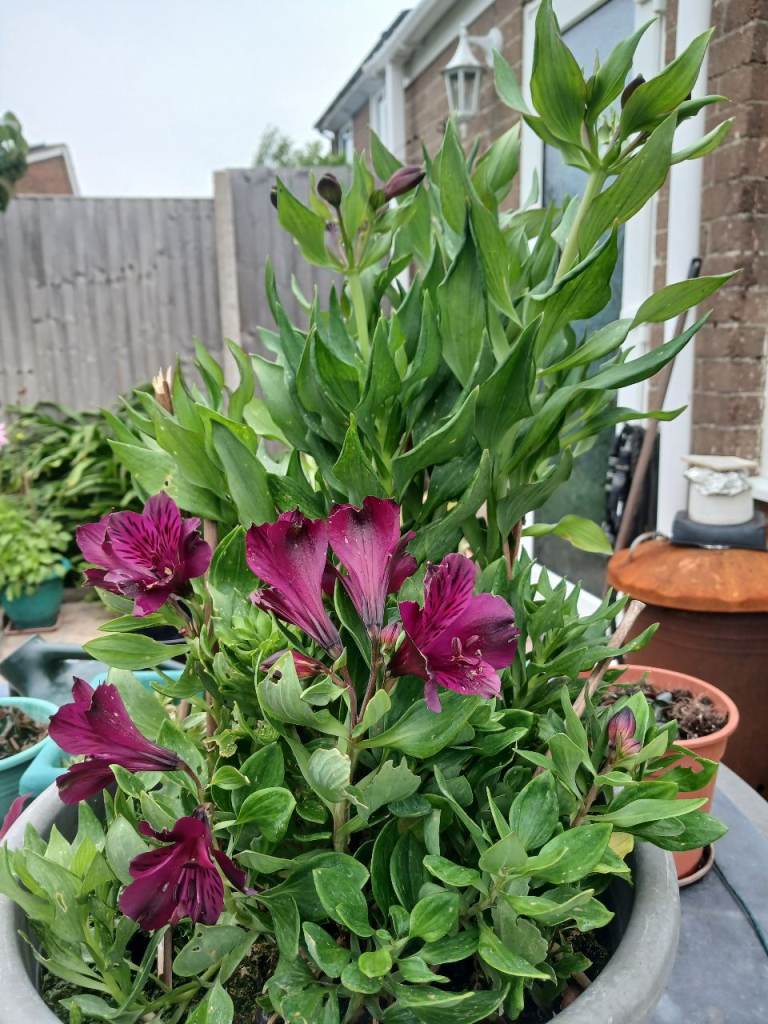 ALSTROEMERIA (PERUVIAN LILY) IN BLOOM 