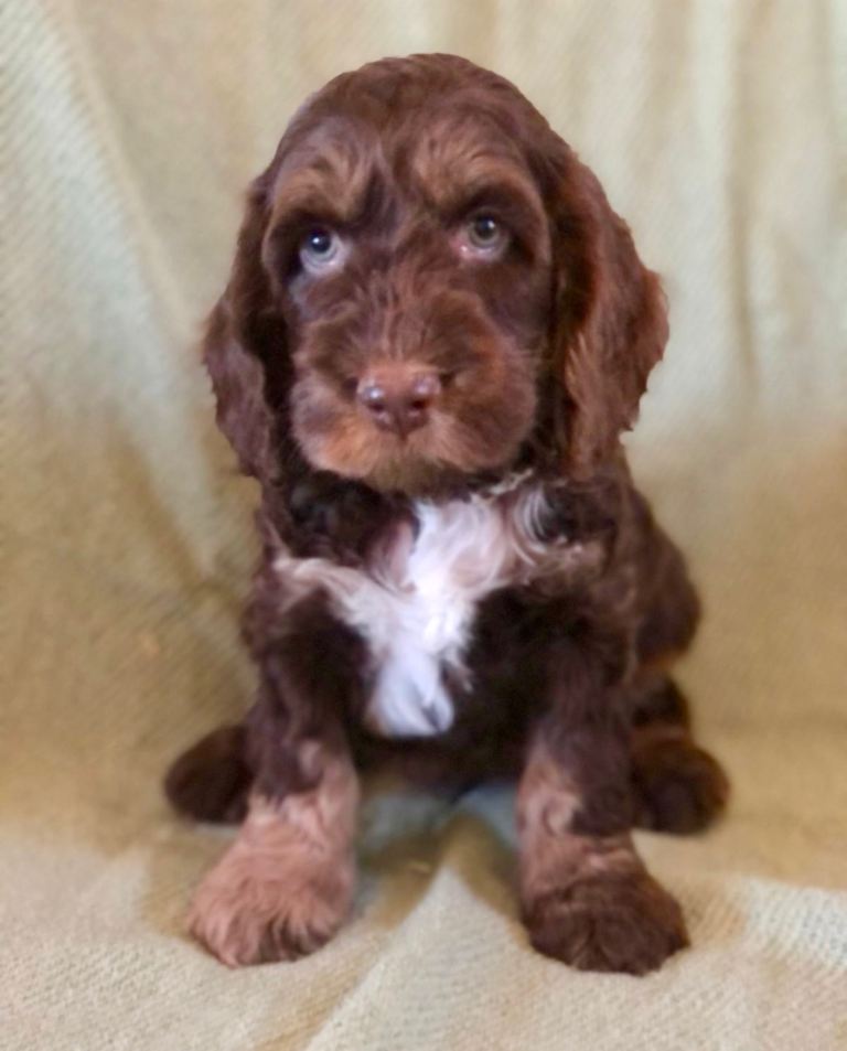 Cockapoo Puppies 