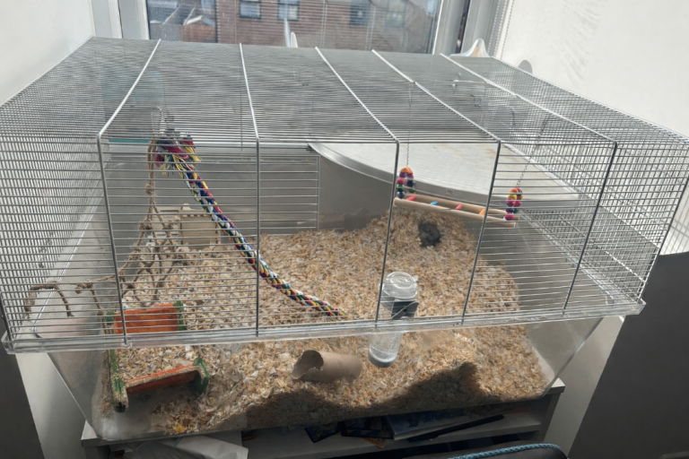 2 gerbils and enclosure 