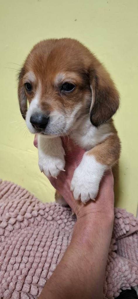 Corgi cross basset hound puppies 🐾