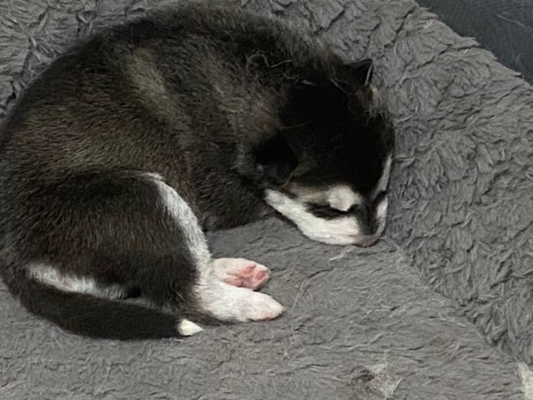 Siberian husky puppies 