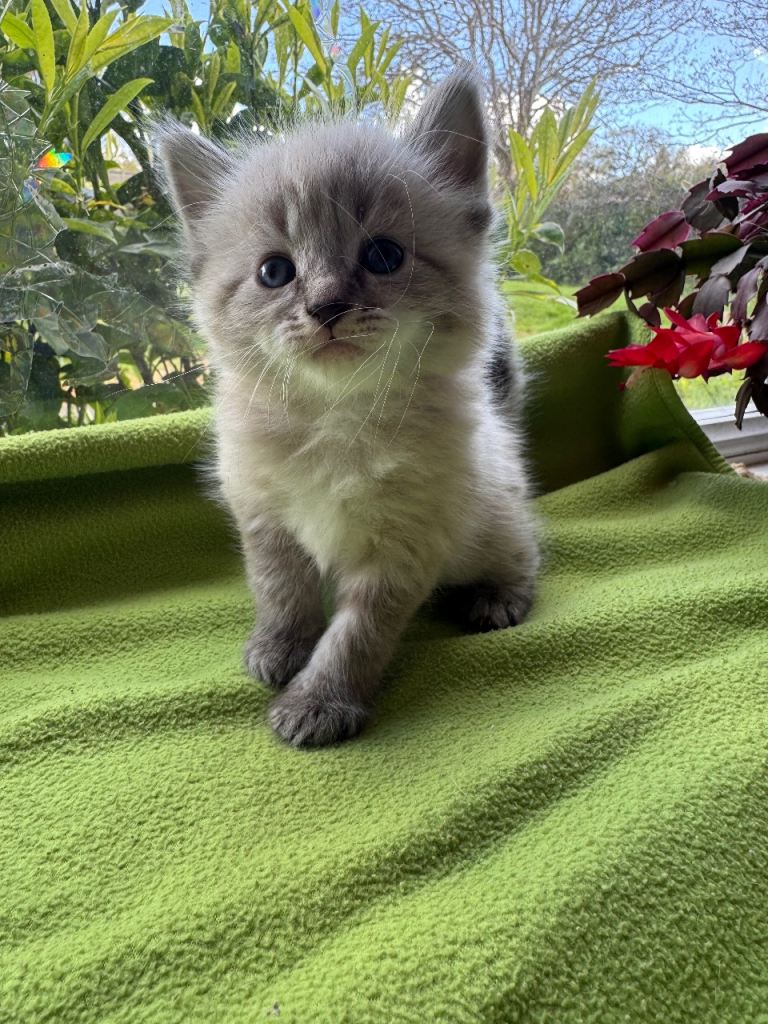 Ragdoll/Ragdoll-Siamese Beautiful Kitten   :) LAST ONE READY NOW :)