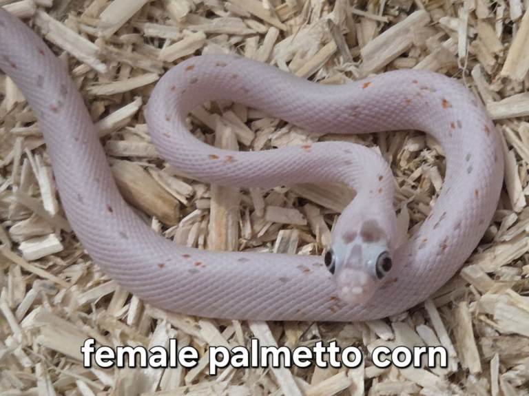 Corn snakes for sale 🐍 cornsnakes ready to go new homes 🐍  palmetto baby cornsnake 