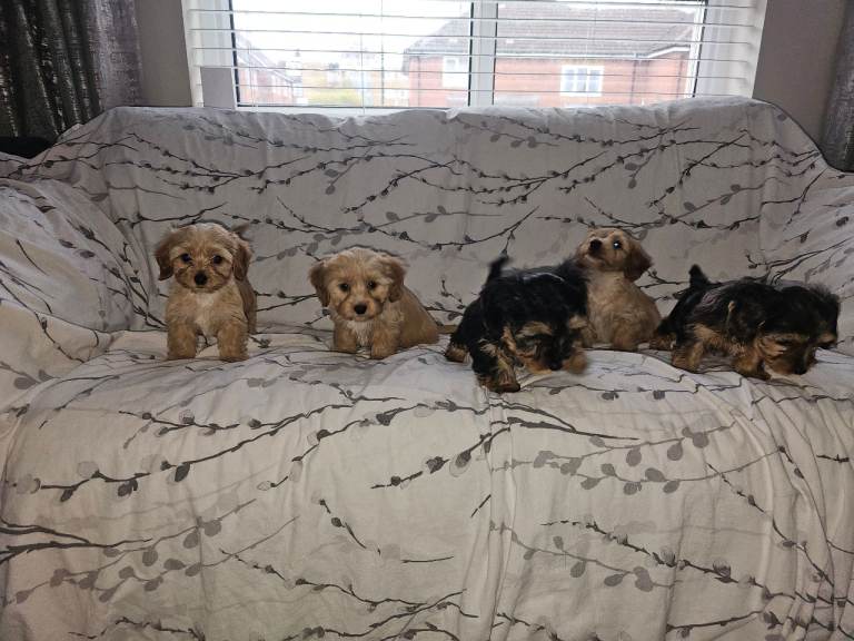 5 beautiful dashound cross biewer terriers 