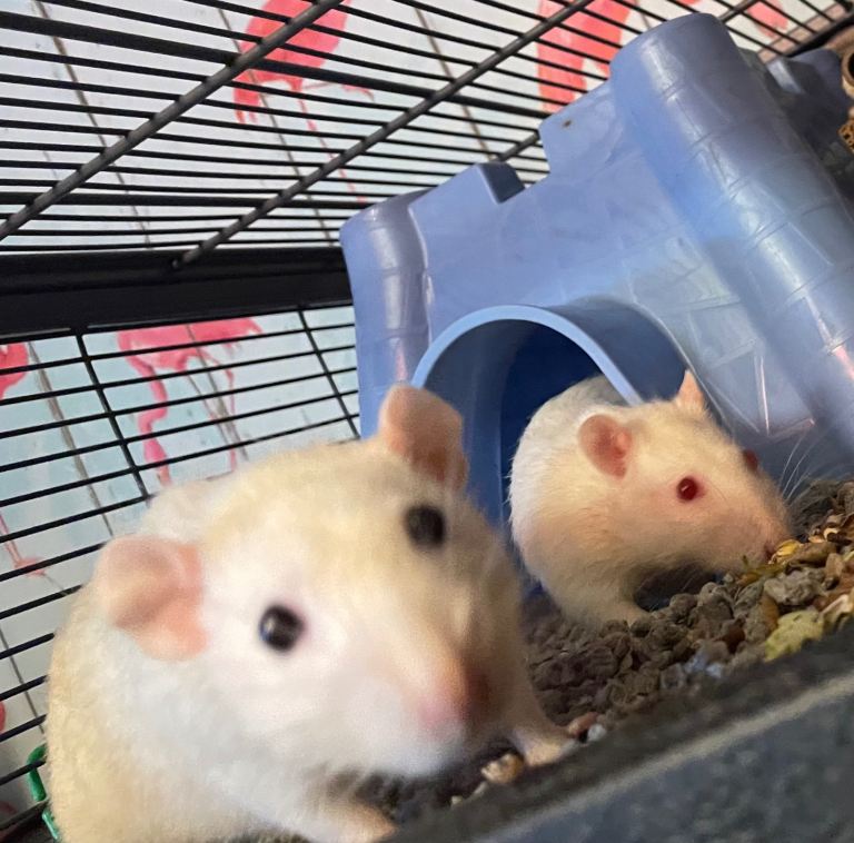 3 Male rats - no cage