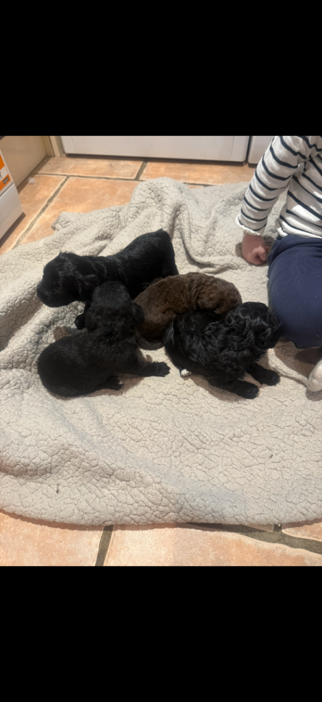 Cockerpoos