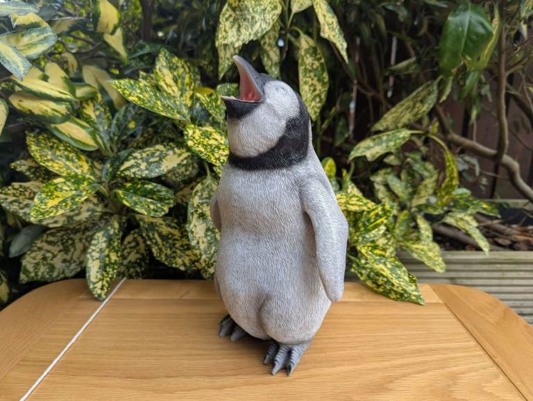 Squawking penguin