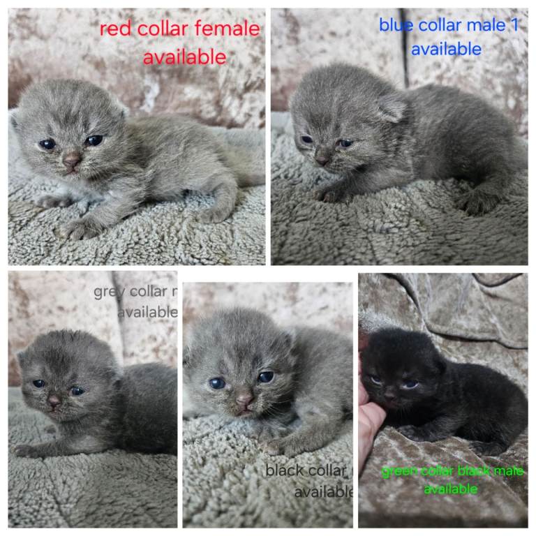 British shorthair kittens 