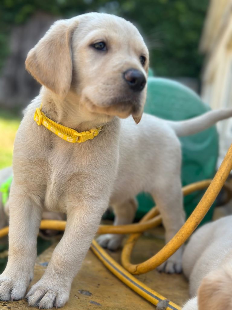 Beautiful Goldador puppies ❤️
