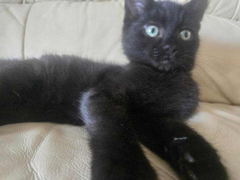Black fluffy Ragdoll x British short haired kitten 