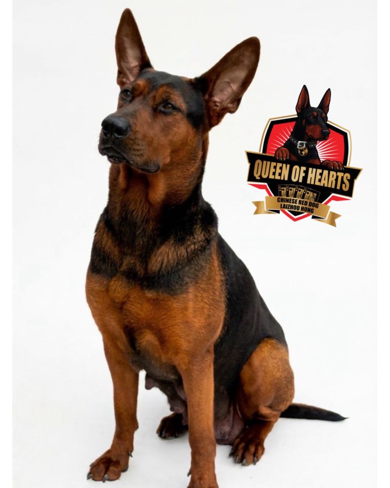 Chinese red dog puppies 