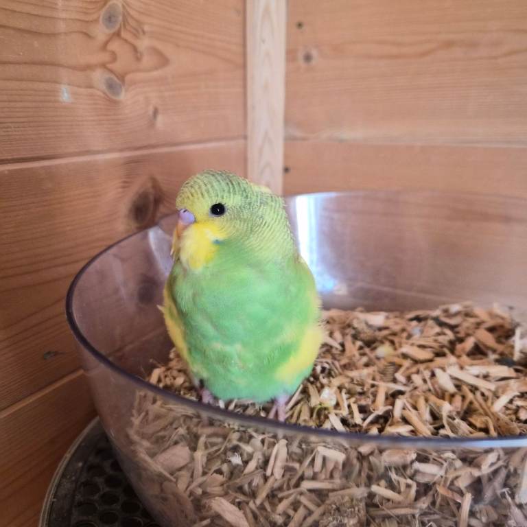 Baby budgies, updated photos to follow