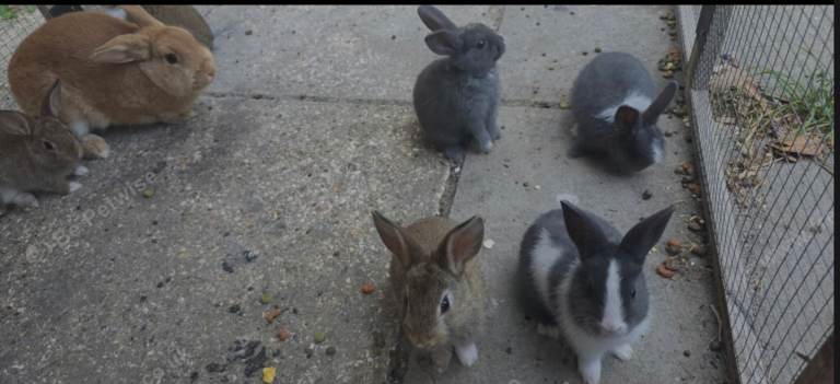 Beautiful baby bunnies