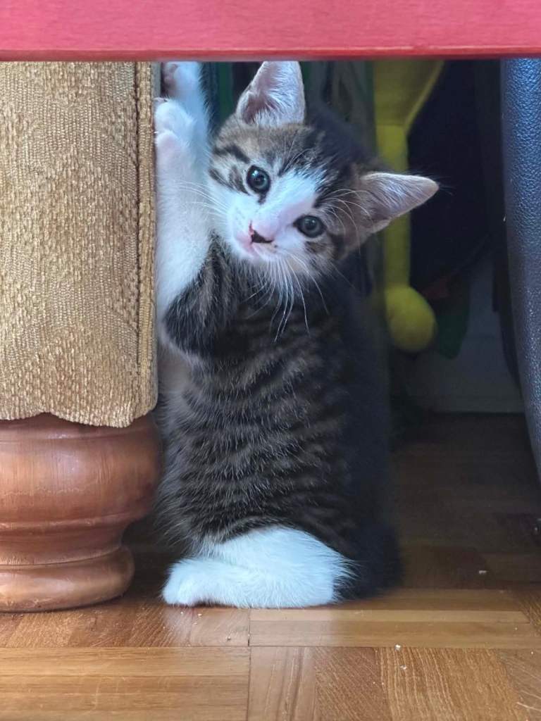Kittens 