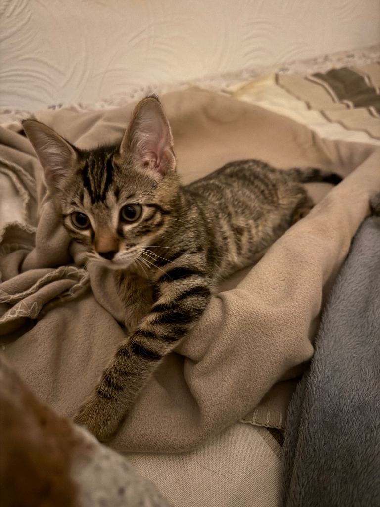 RESERVED Very affectionate little tabby