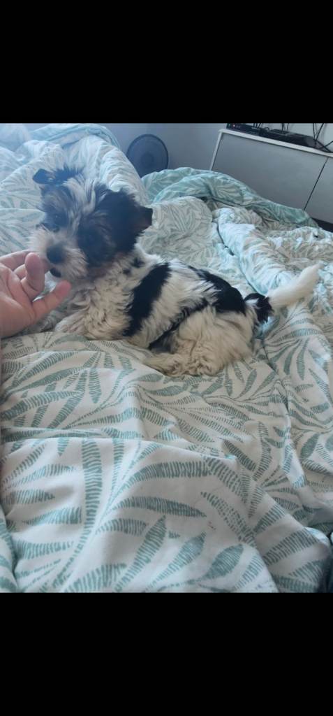  🐾 BEAUTIFUL YORKSHIRE TERRIER PUPPIES – £1,000 🐾