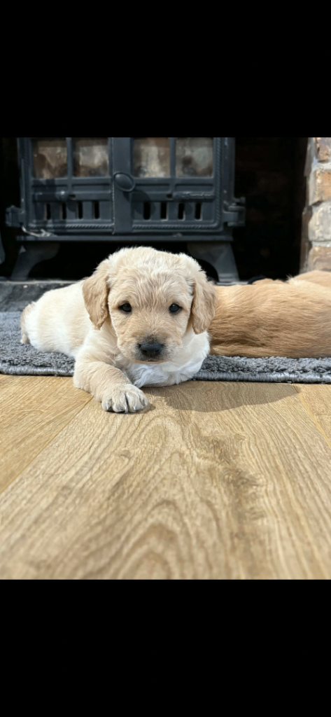 F1 labradoodle pups from health tested parents 