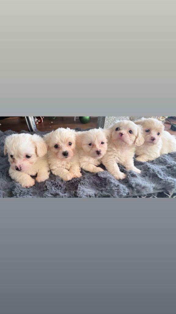 Bichon puppies 
