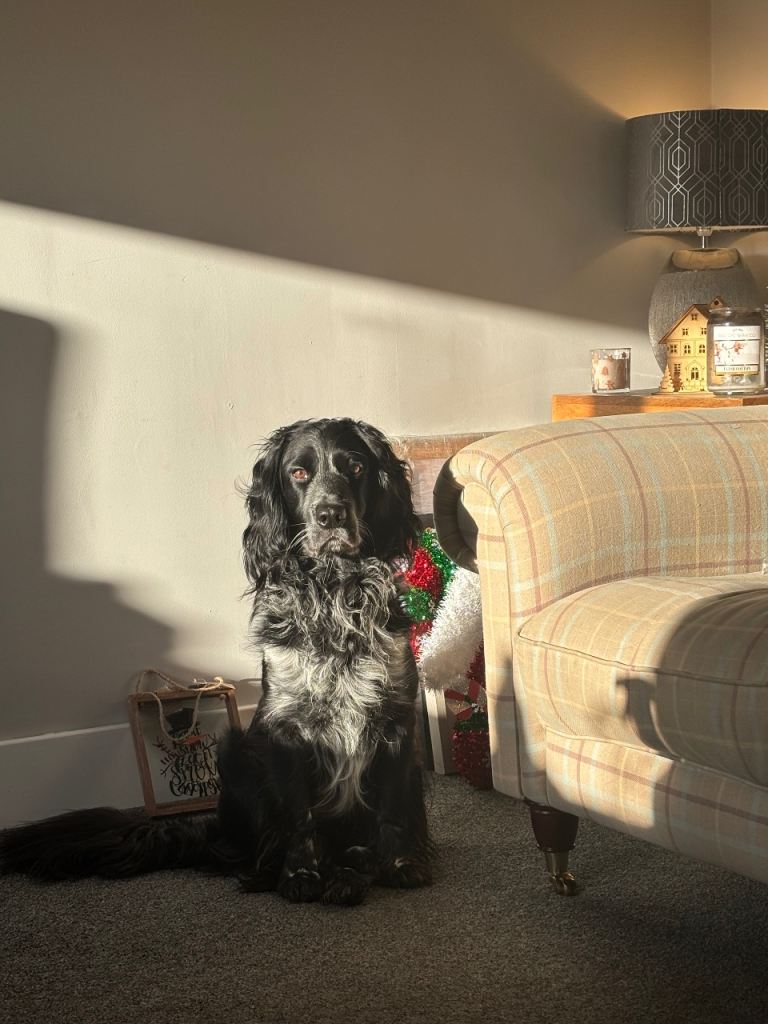 Sprocker spaniel - Teddy 