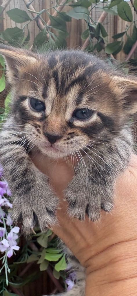 Stunning Mainecoon x snow bengal kitten  