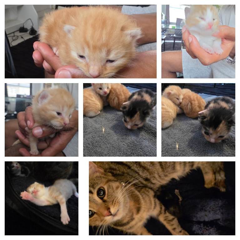 Kittens for sale