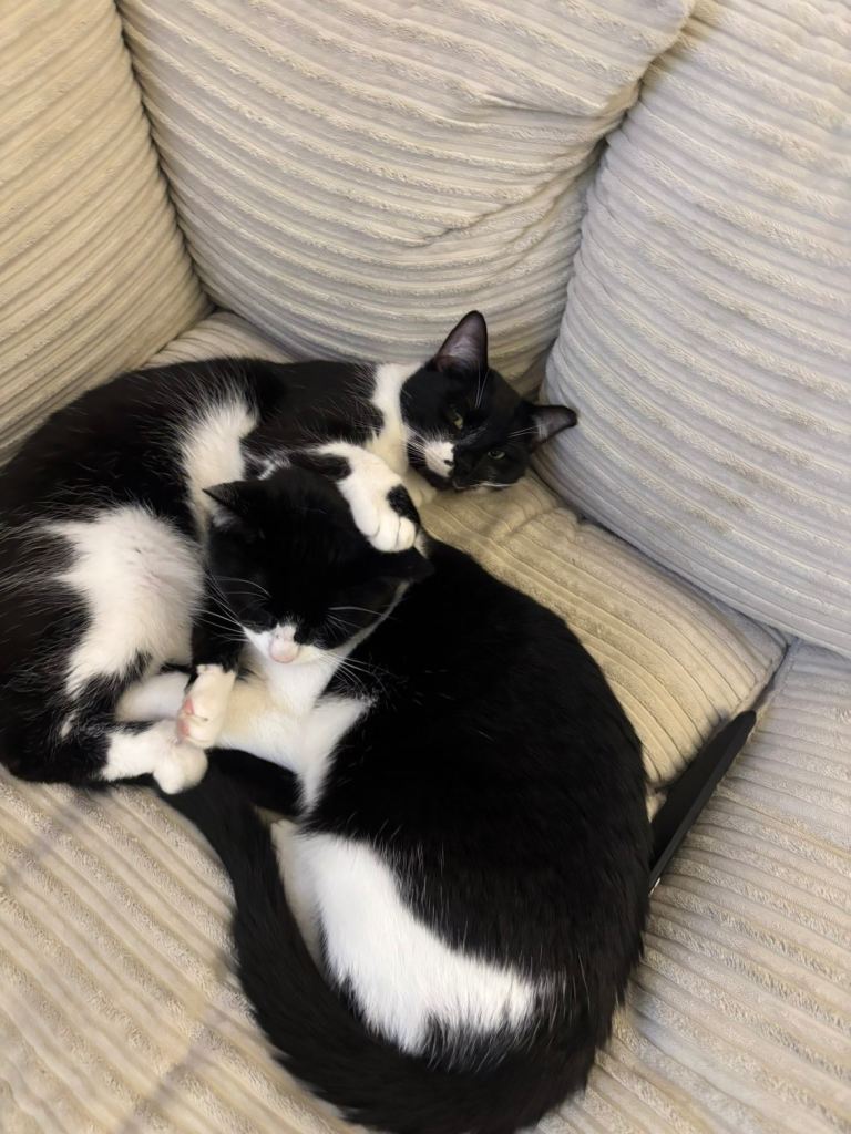 Cats 