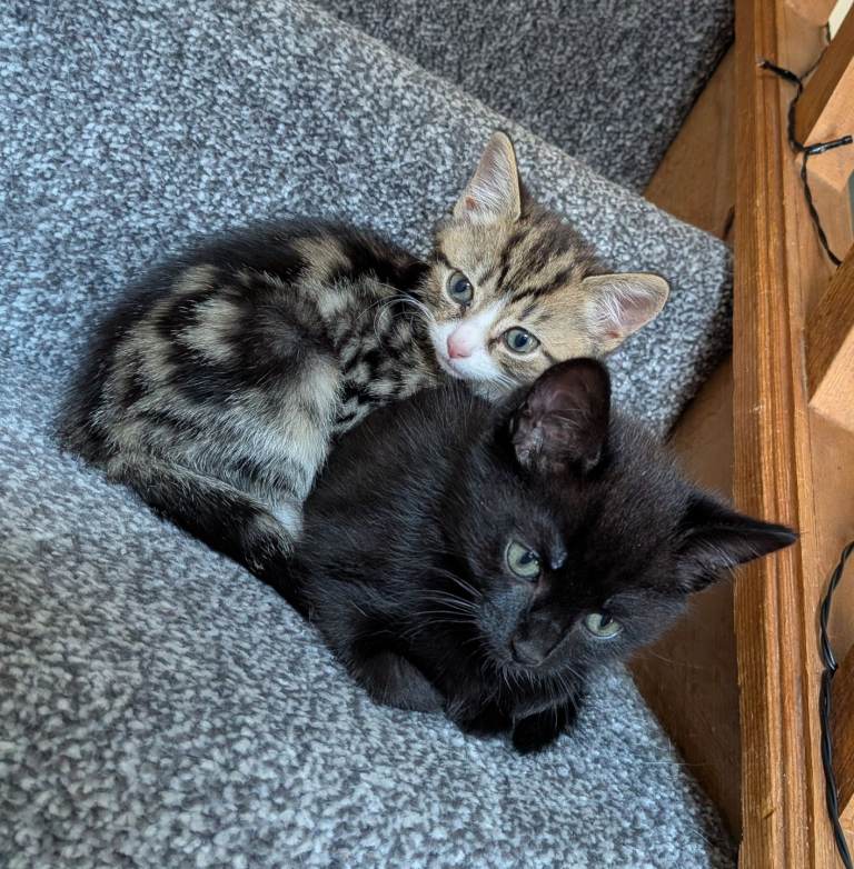 Kittens 8 weeks old