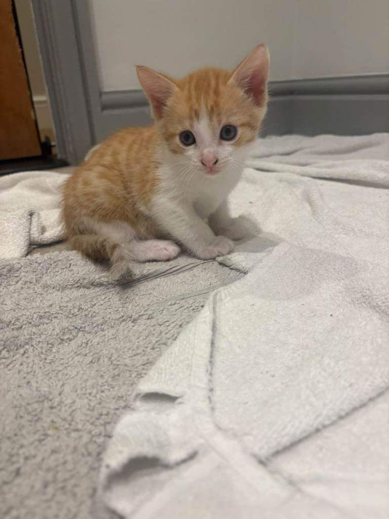 Male ginger kitten ready now