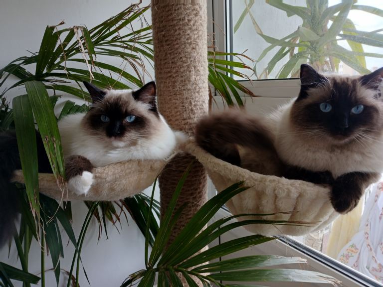 2 Gorgeous 1/2 Pedigree Ragdoll cats 18 & 6 months £400 each or £600 Together 