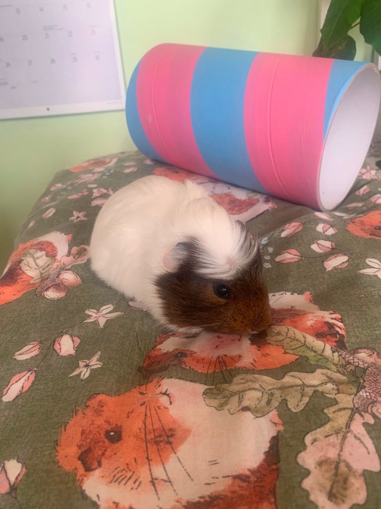 Baby Guinea pigs for sale 