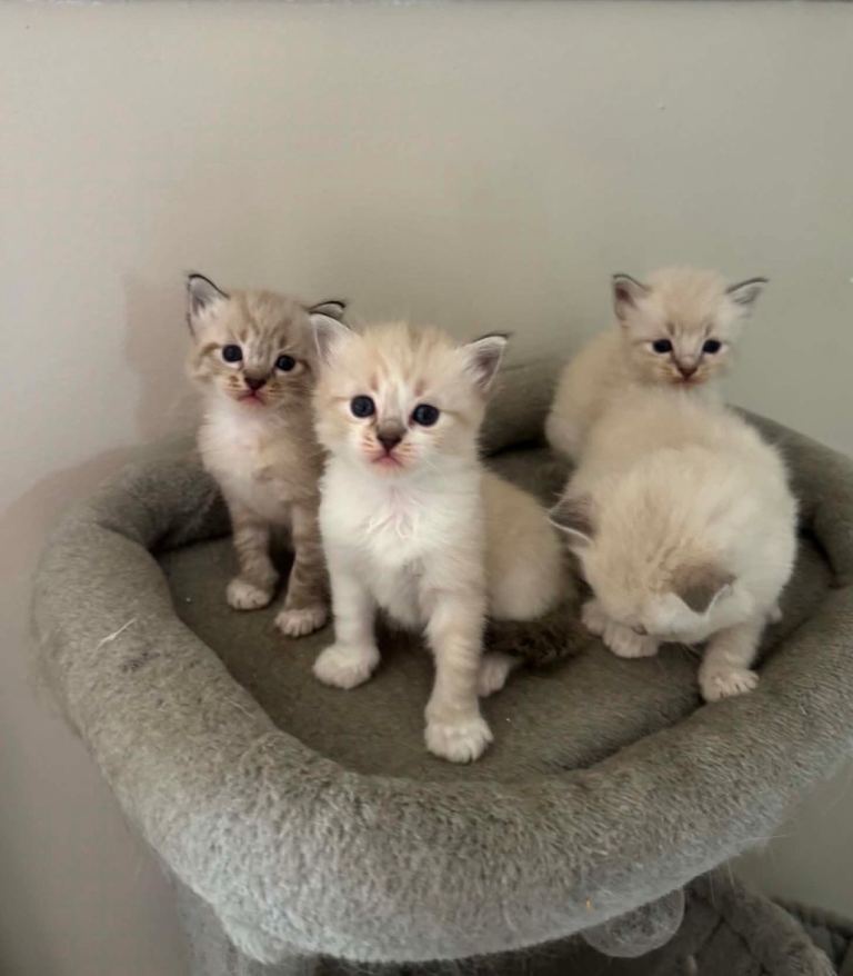 Beautiful  blue lynx ragdoll kittens for new home 