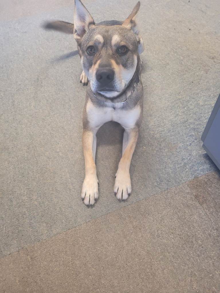 Japanese akita x staffie
