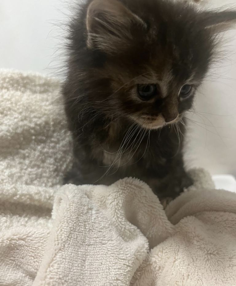  kitten (reserved)