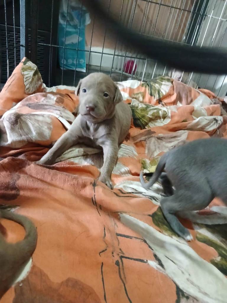 Bull whippet pups 