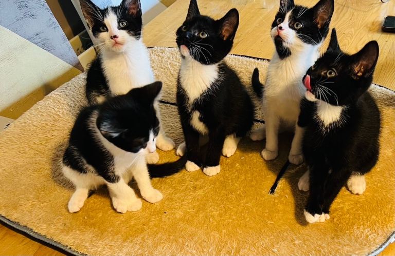 5 very cute kittens for sale! 😻🐈‍⬛
