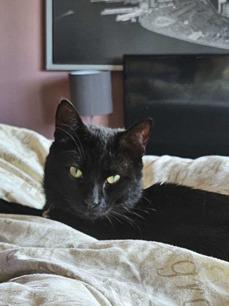 Year old male cat