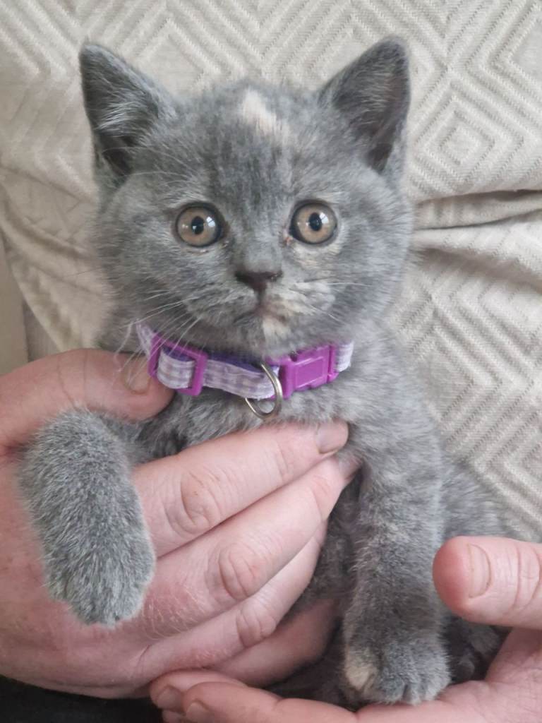 British Shorthair 