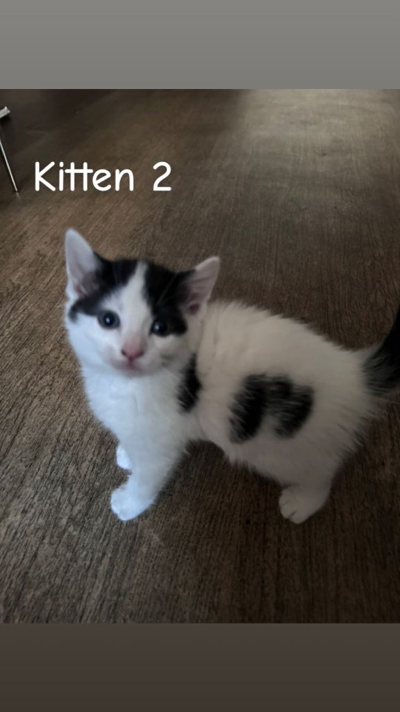 Kittens for sale