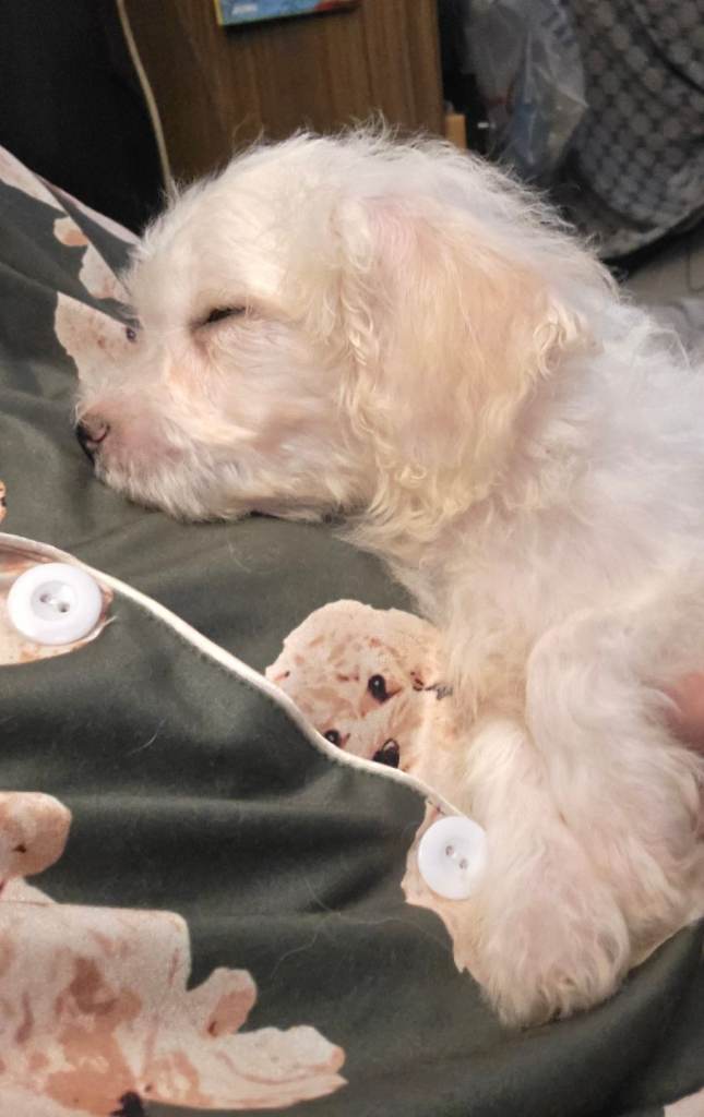 1 male cockerchon pups left