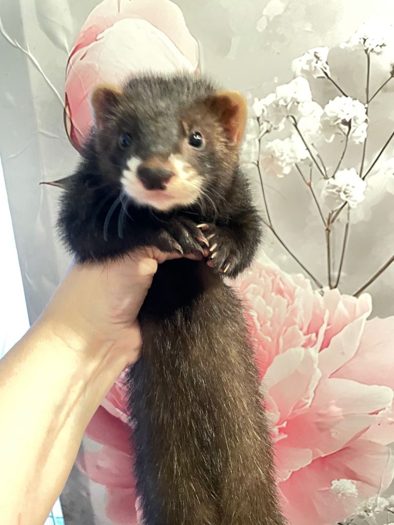  Ferret kits ready for new homes