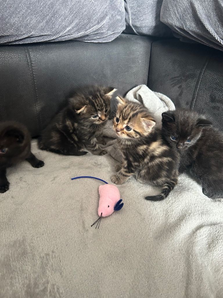 4 beautiful kittens 