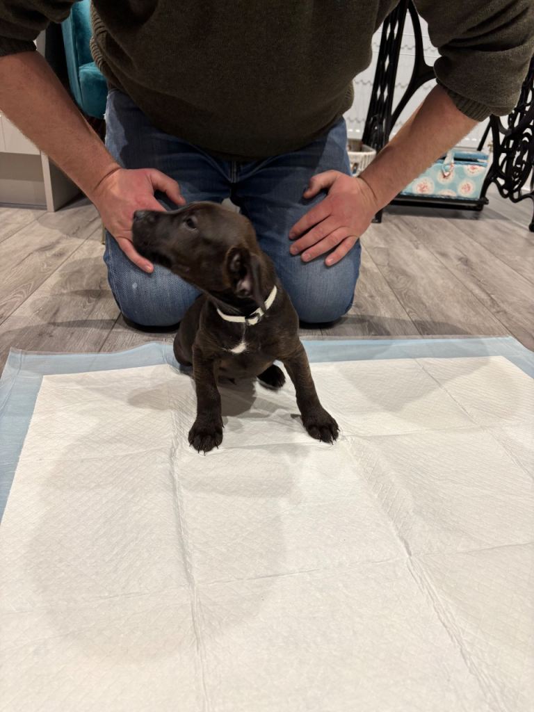 Patterdale puppies 1 girl 1 boy 