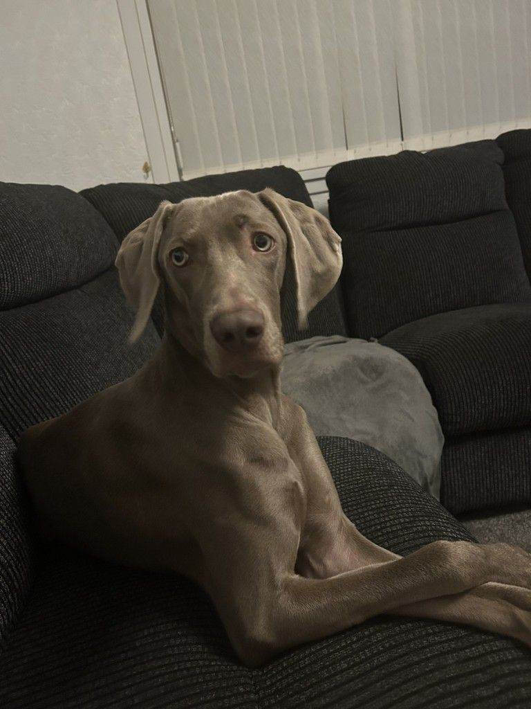 Weimaraner