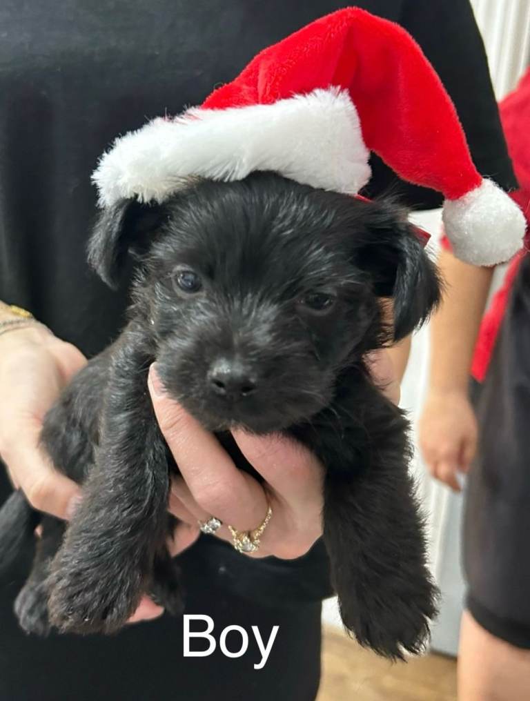 5 yorkshire terriers puppies fir sale 